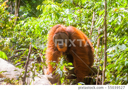 Portrait of male Sumatran orangutan Pongo abelii in Gunung Leuser National Park, Sumatra, Indonesia. 55039527