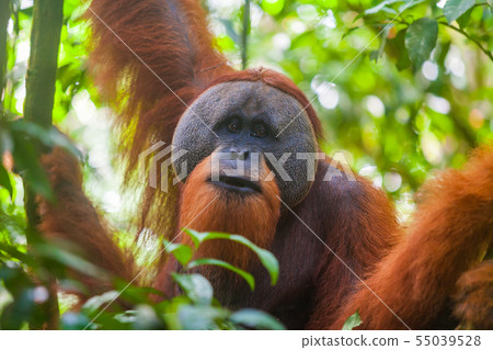 Portrait of male Sumatran orangutan Pongo abelii in Gunung Leuser National Park, Sumatra, Indonesia. 55039528
