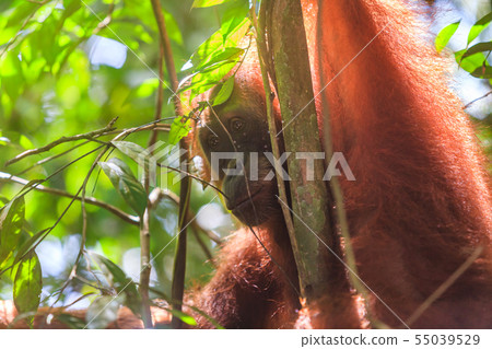 Portrait of male Sumatran orangutan Pongo abelii in Gunung Leuser National Park, Sumatra, Indonesia. Portrait of male Sumatran orangutan Pongo abelii in Gunung Leuser National Park, Sumatra, Indonesia. 55039529