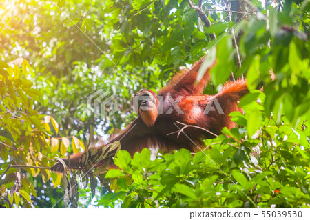 Portrait of male Sumatran orangutan Pongo abelii in Gunung Leuser National Park, Sumatra, Indonesia. Portrait of male Sumatran orangutan Pongo abelii in Gunung Leuser National Park, Sumatra, Indonesia. 55039530