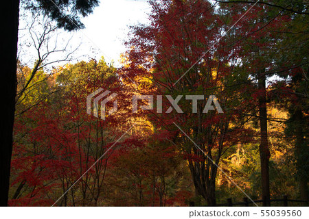 秋葉風景 55039560