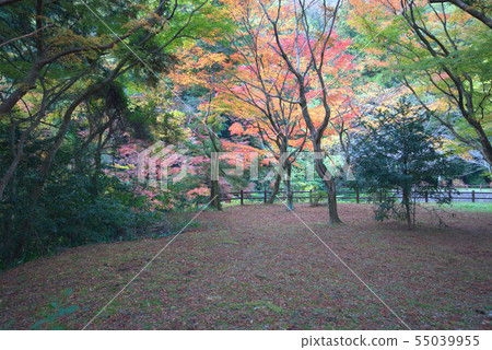 秋天秋天風景隆重 55039955