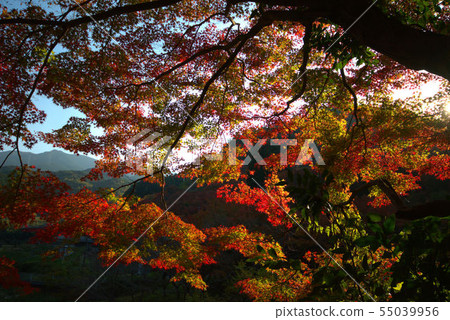 秋葉風景 55039956