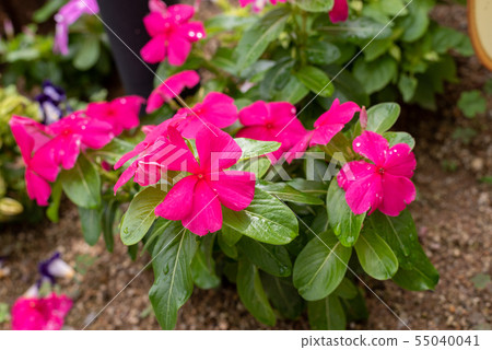 Binka Titan daily grass 55040041