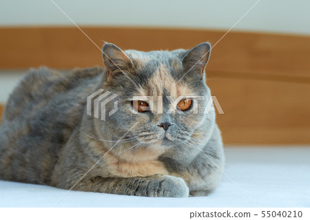 Close-up view of a blue-cream British cat. Lying 55040210