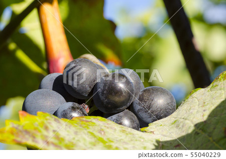 Close-up photo of a blue grape vine in a vineyard Close-up photo of a blue grape vine in a vineyard 55040229