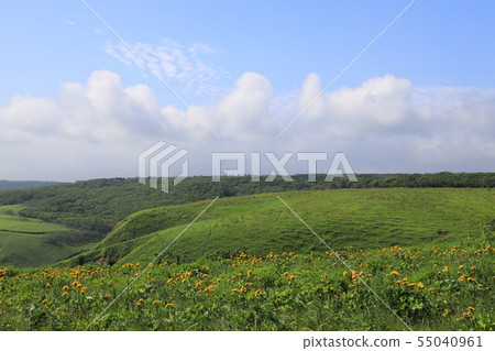 Ayamegahara Flower Clusters and Blue Sky 55040961