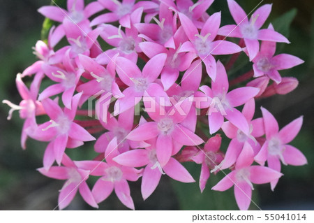 五硫化二磷 55041014