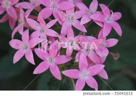 五硫化二磷 55041015