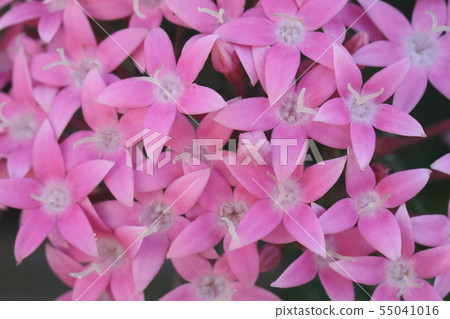 五硫化二磷 55041016