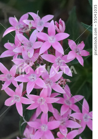 五硫化二磷 55041035