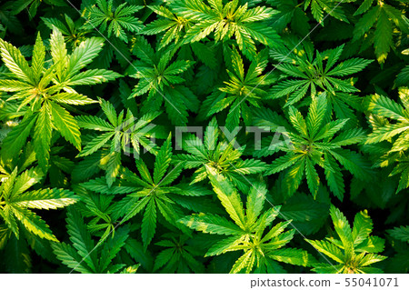 Shrubs of marijuana-cannabis-at dawn. Video with original sound - bird song. Shrubs of marijuana-cannabis-at dawn. Video with original sound - bird song. 55041071