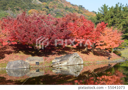 Autumn leaves, pond (Kuribayashi Park / Takamatsu City, Kagawa Prefecture) Autumn leaves, pond (Kuribayashi Park / Takamatsu City, Kagawa Prefecture) 55041073