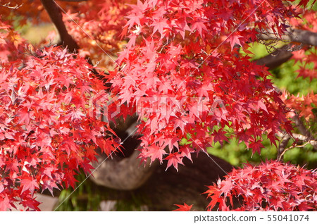 鮮紅的葉子（Kuribayashi公園/高松市，香川縣） 55041074