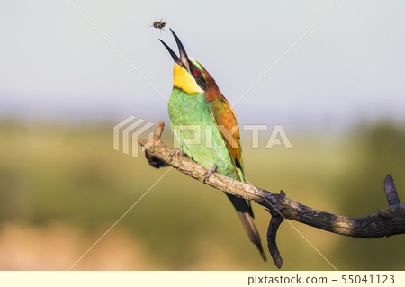 European bee-eater - Merops apiaster - with bee on a branch in the morning 55041123
