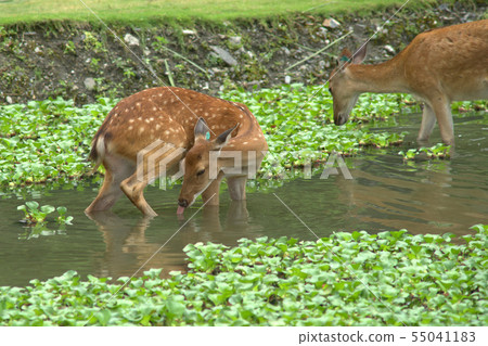 梅花鹿與水路 55041183