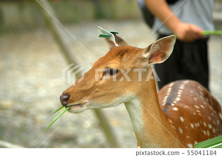 梅花鹿啃牧草 梅花鹿啃牧草 55041184