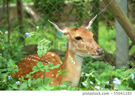 梅花鹿坐下 梅花鹿坐下 55041185