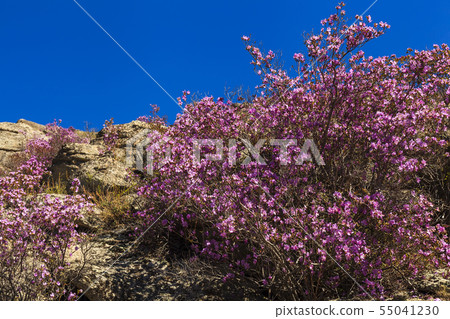 Rhododendron bushes on the background of the beautiful mountain scenery Rhododendron bushes on the background of the beautiful mountain scenery 55041230