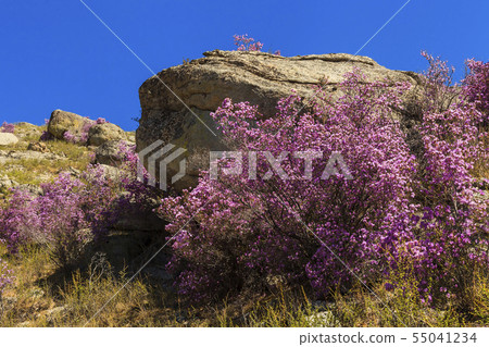 Rhododendron bushes on the background of the beautiful mountain scenery 55041234