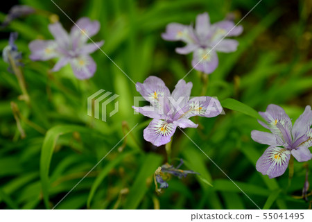 Himeshaga Himeshaga 55041495