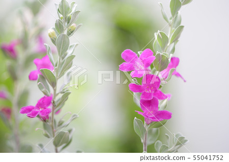 Barometer Brush flower Barometer Brush flower 55041752