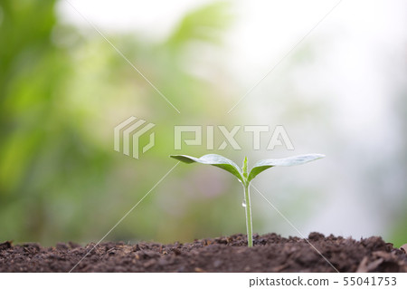 Young green plant with dew growing 55041753