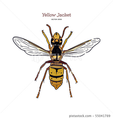 Yellowjacket is about a type of wasp. hand draw 55041789