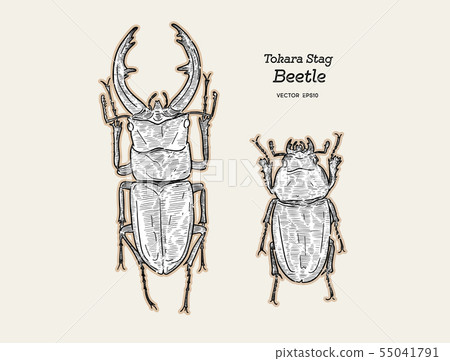 Tokara red stag beetle , hand draw sketch vector. 55041791