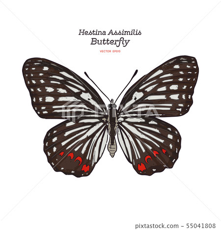 Beautiful colorful Hestina Assimilis butterfly 55041808