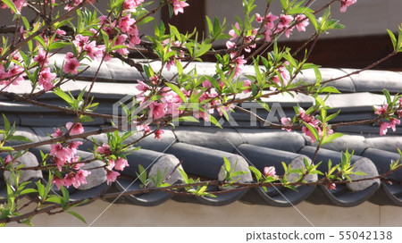 桃花 桃花 55042138