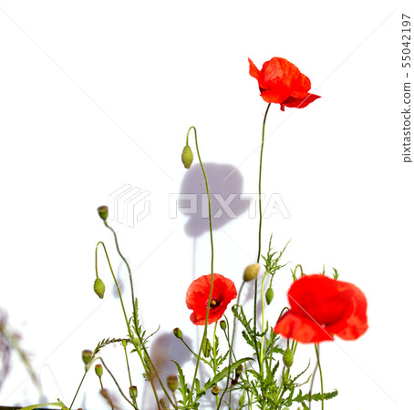 Isolated red poppies 55042197