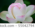 蓮花 55042794