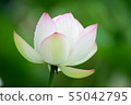 蓮花 55042795