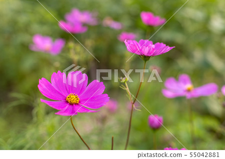 Beautiful Cosmos 55042881