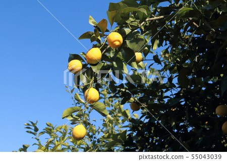 Setonai lemon Setonai lemon 55043039