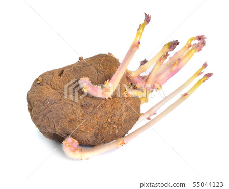 One Sprouted potatoes isolated on white background One Sprouted potatoes isolated on white background 55044123