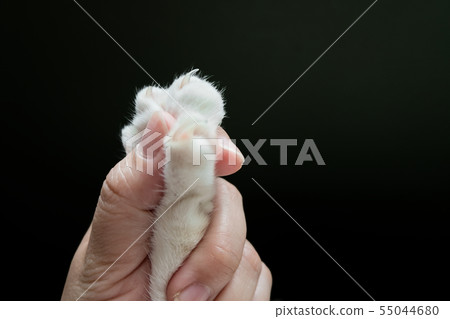 The human hand is catching the cat's paw. The human hand is catching the cat's paw. 55044680