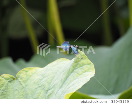 在蓮花葉子的蝴蝶蜻蜓 在蓮花葉子的蝴蝶蜻蜓 55045159