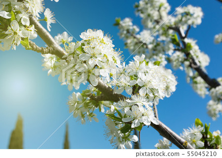 flowers bloom on a branch of pear against blue sky 55045210