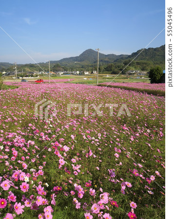 Asakaihara cosmos field Aiba's autumn spot Asakaihara cosmos field Aiba's autumn spot 55045496