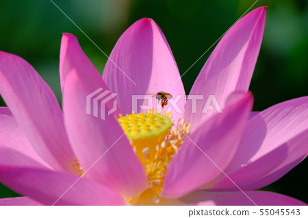Oga lotus and bee 55045543