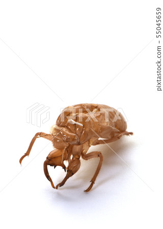 Cicada shell 55045659