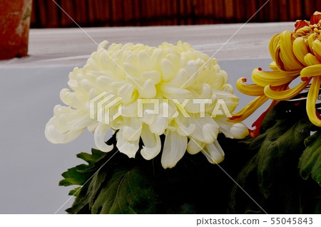 Large-flowered white chrysanthemums (making daruma) blooming in the botanical garden of Chofu City Large-flowered white chrysanthemums (making daruma) blooming in the botanical garden of Chofu City 55045843