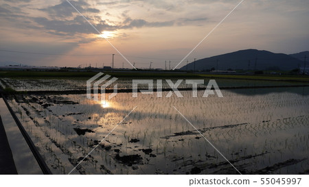 Rice field and sunset Rice field and sunset 55045997