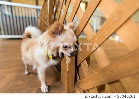 Chihuahua problem behavior Chihuahua problem behavior 55046261