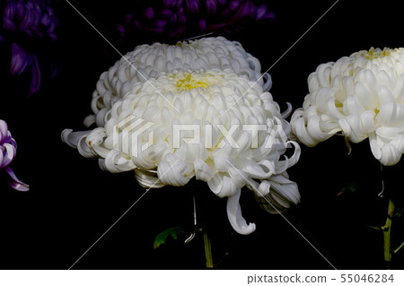 在調布市的植物園盛開的大白花菊（daruma製造） 55046284