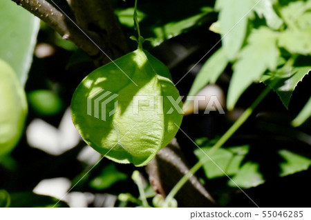 Fuusen kazura blooming in Mitaka Nakahara Fuusen kazura blooming in Mitaka Nakahara 55046285