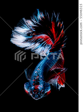 Betta fish  red hellboy in the aquarium  55046315