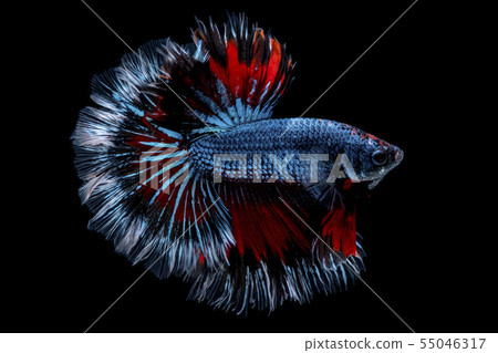 Betta fish  red hellboy in the aquarium black blac 55046317